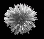 Photos Aster dumosus