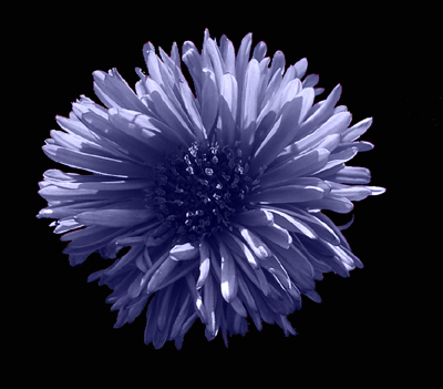 Photos Aster dumosus - Aster