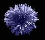 Photos Aster dumosus