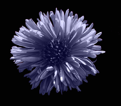 Photos Aster dumosus - Aster