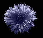 Photos Aster dumosus