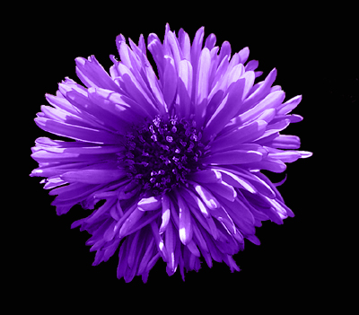 Photos Aster dumosus - Aster