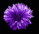 Photos Aster dumosus