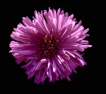 Photos Aster dumosus