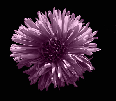 Photos Aster dumosus - Aster