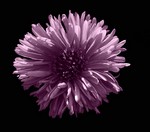 Photos Aster dumosus
