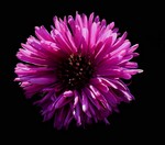 Photos Aster dumosus