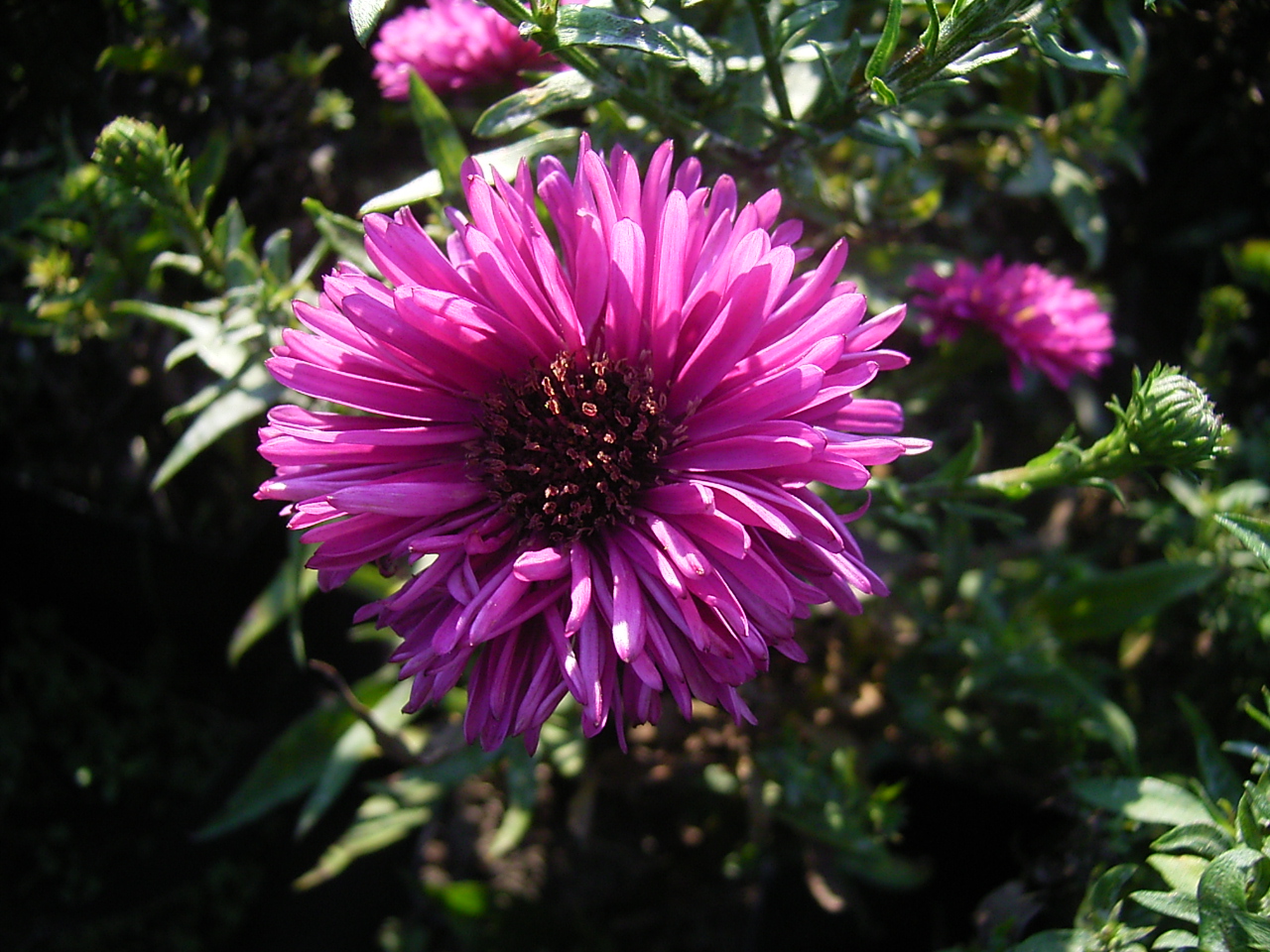 Photos Aster dumosus - Aster