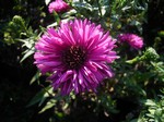 Photos Aster dumosus