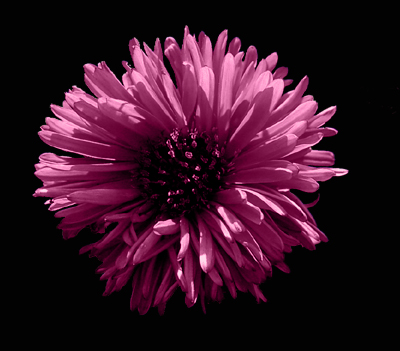 Photos Aster dumosus - Aster