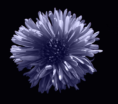 Photos Aster dumosus - Aster