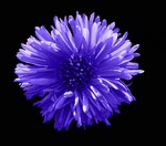 Photos Aster dumosus