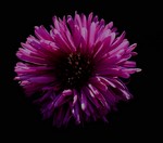 Photos Aster dumosus