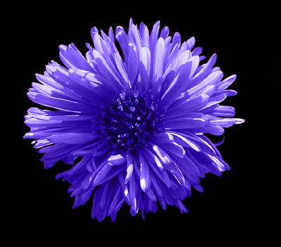 Photos Aster dumosus - Aster