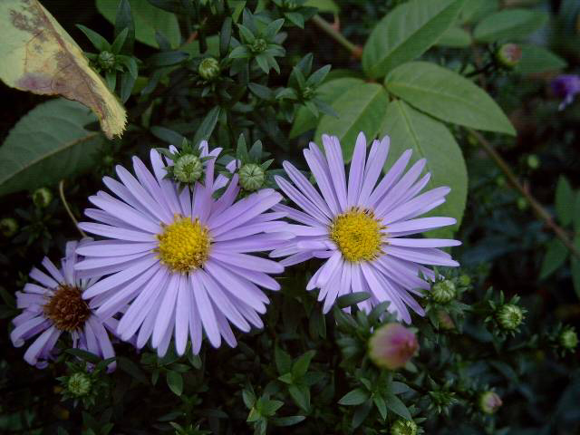 Photos Aster dumosus - Aster