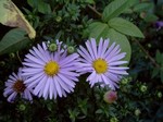 Photos Aster dumosus