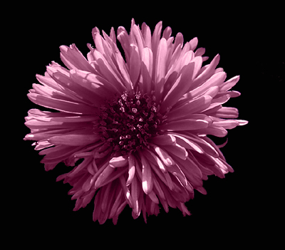 Photos Aster dumosus - Aster
