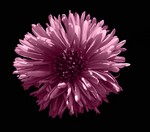 Photos Aster dumosus