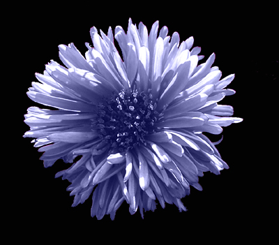 Photos Aster dumosus - Aster