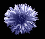 Photos Aster dumosus