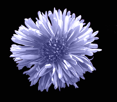 Photos Aster dumosus - Aster