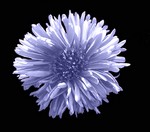 Photos Aster dumosus