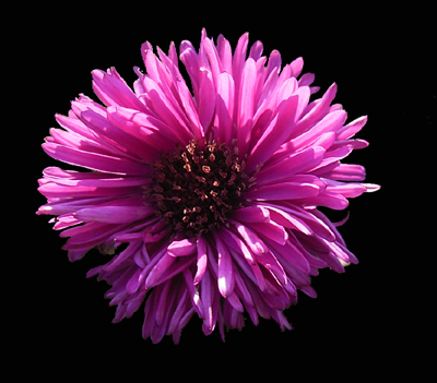 Fotos Aster dumosus - 