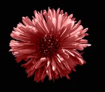 Photos Aster dumosus