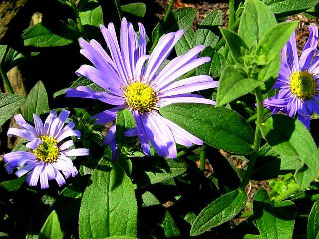 Photos Aster frikartii - Aster
