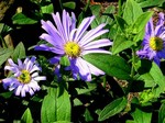 Photos Aster frikartii