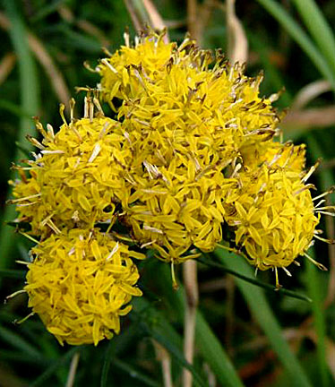 Photos Aster linosyris - Aster