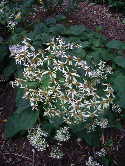 Photos Aster macrophyllus - Aster