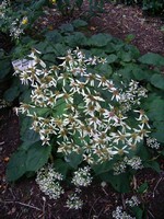 Photos Aster macrophyllus