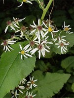 Photos Aster macrophyllus