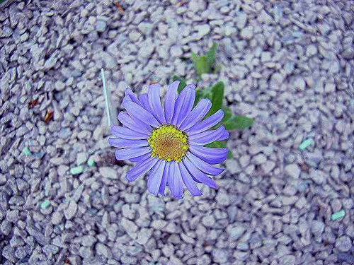 Photos Felicia rosulata - Blue daisy