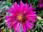 Photos Aster novae-angliae