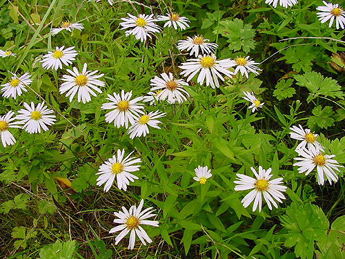 Photos Aster novi-belgii - Aster