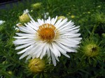 Photos Aster novae-angliae