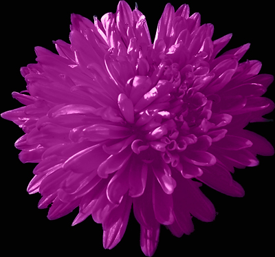 Photos Aster novi-belgii - Aster
