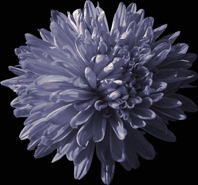 Photos Aster novi-belgii - Aster