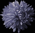 Photos Aster novi-belgii