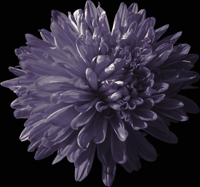 Photos Aster novi-belgii - Aster
