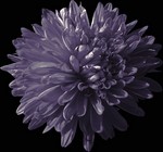 Photos Aster novi-belgii