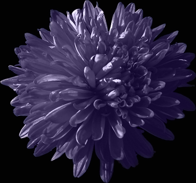 Photos Aster novi-belgii - Aster