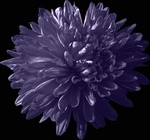 Photos Aster novi-belgii