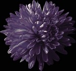 Photos Aster novi-belgii