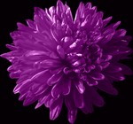 Photos Aster novi-belgii