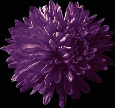 Photos Aster novi-belgii - Aster