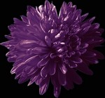 Photos Aster novi-belgii