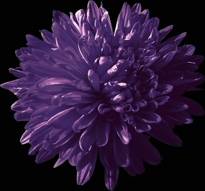 Photos Aster novi-belgii - Aster
